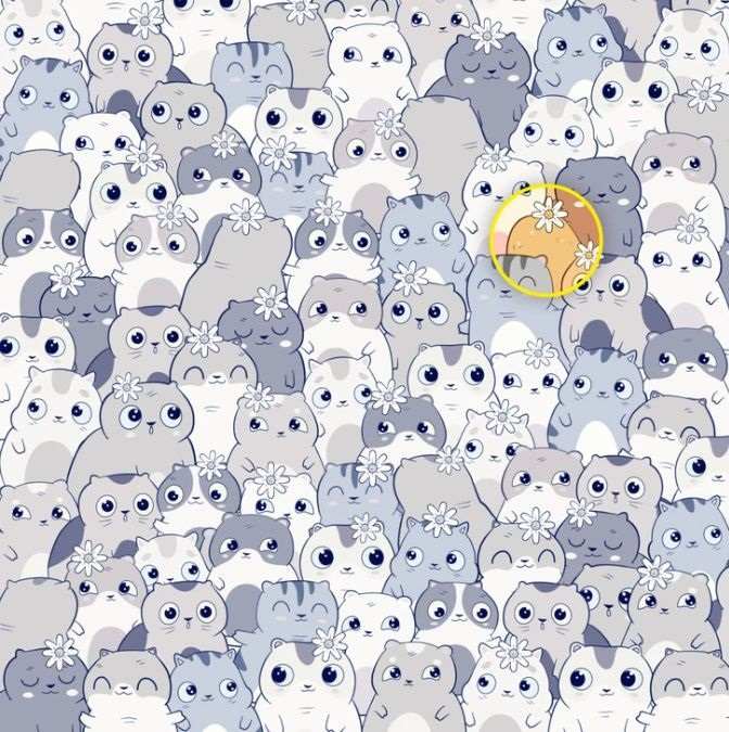 Turite tik 11 sekundžių: tarp kačių bulvių bulvių ras tik patys dėmesingiausi