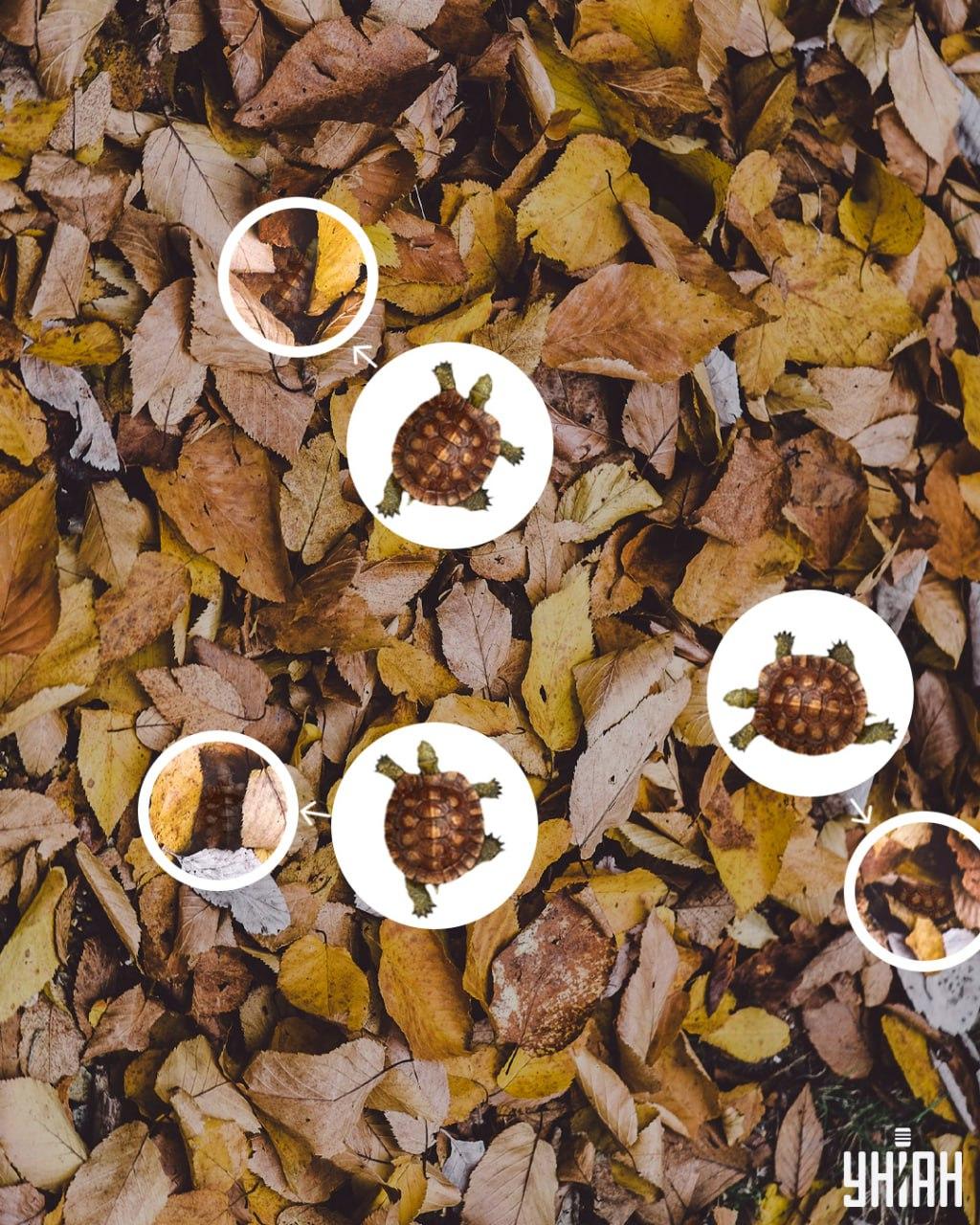 Vėžlių kiautus galima lengvai supainioti su pageltusiais lapais / Moje koliažas