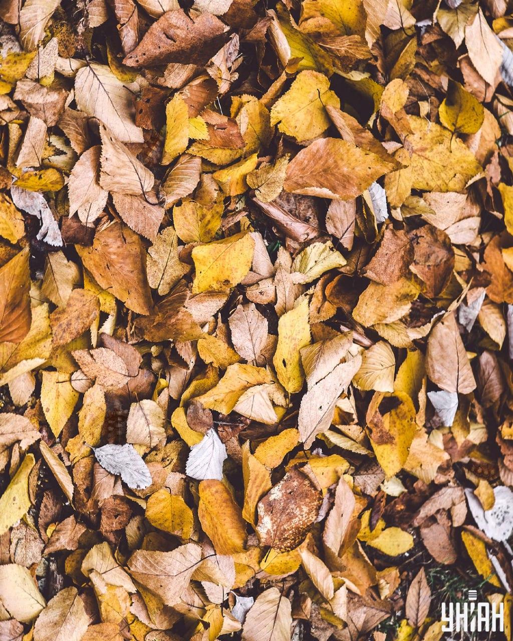 Turime rasti vėžlių tarp lapų / Moje koliažas