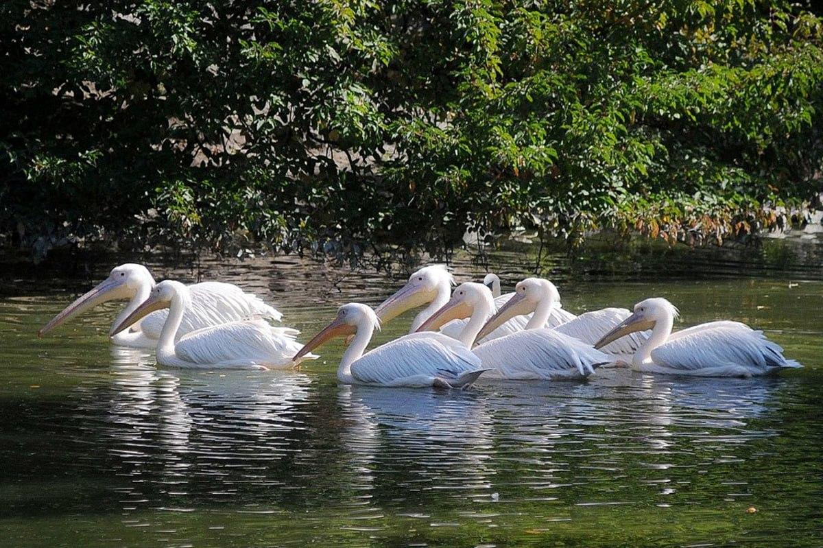 Turite rasti paukštį, kuris skiriasi nuo kitų per mažiau nei 10 sekundžių / Moje koliažas