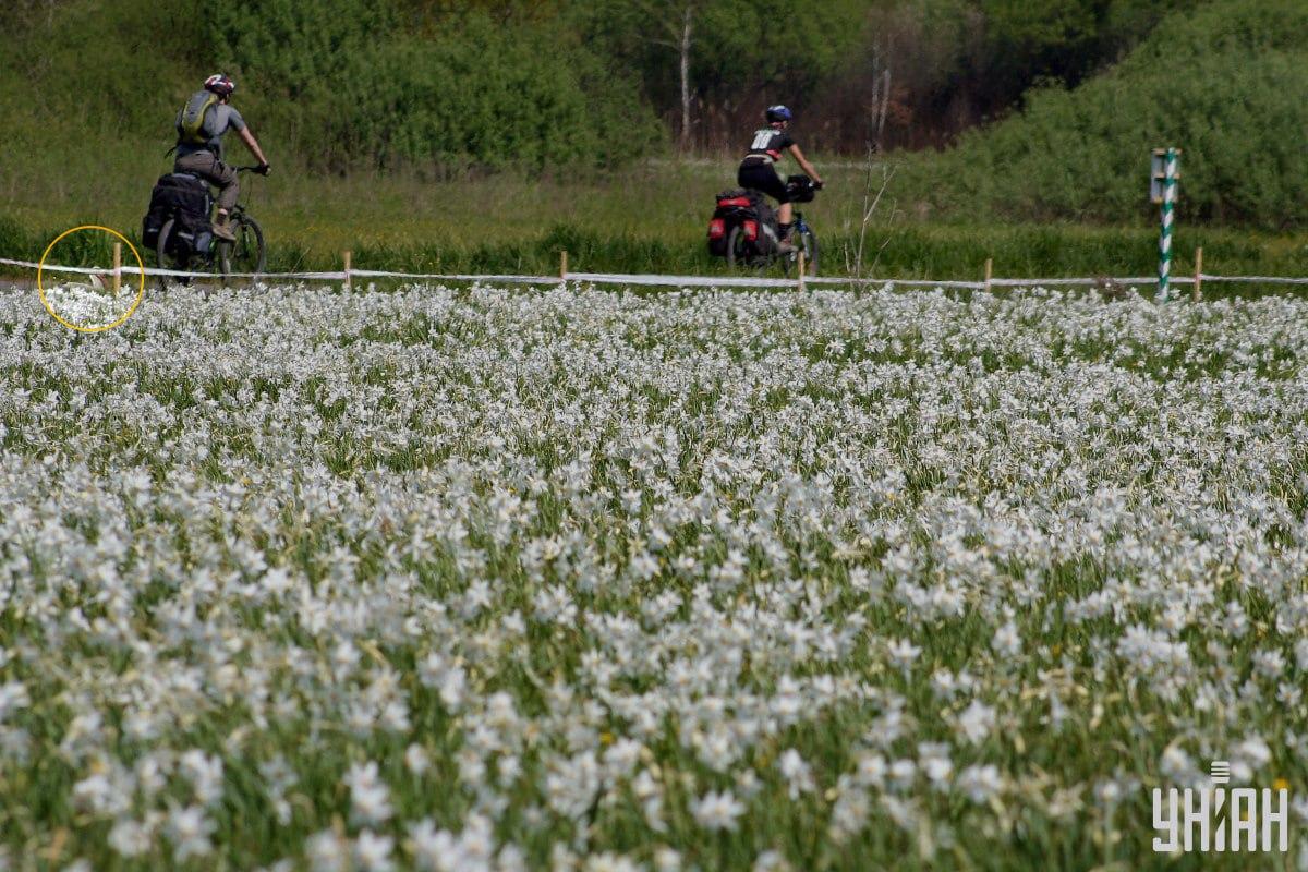 Sprendimas: gandras pažymėtas viršutiniame kairiajame kampe