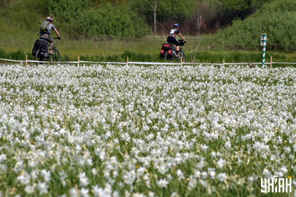 Optinė iliuzija su paslėptu gandru parke