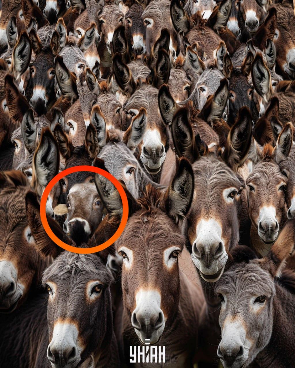 Galvosūkio nuotrauka su pažymėtu atsakymu