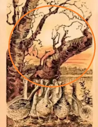 Optinė apgaulė Optinė apgaulė