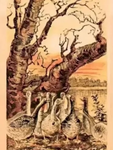 Optinė apgaulė Optinė apgaulė