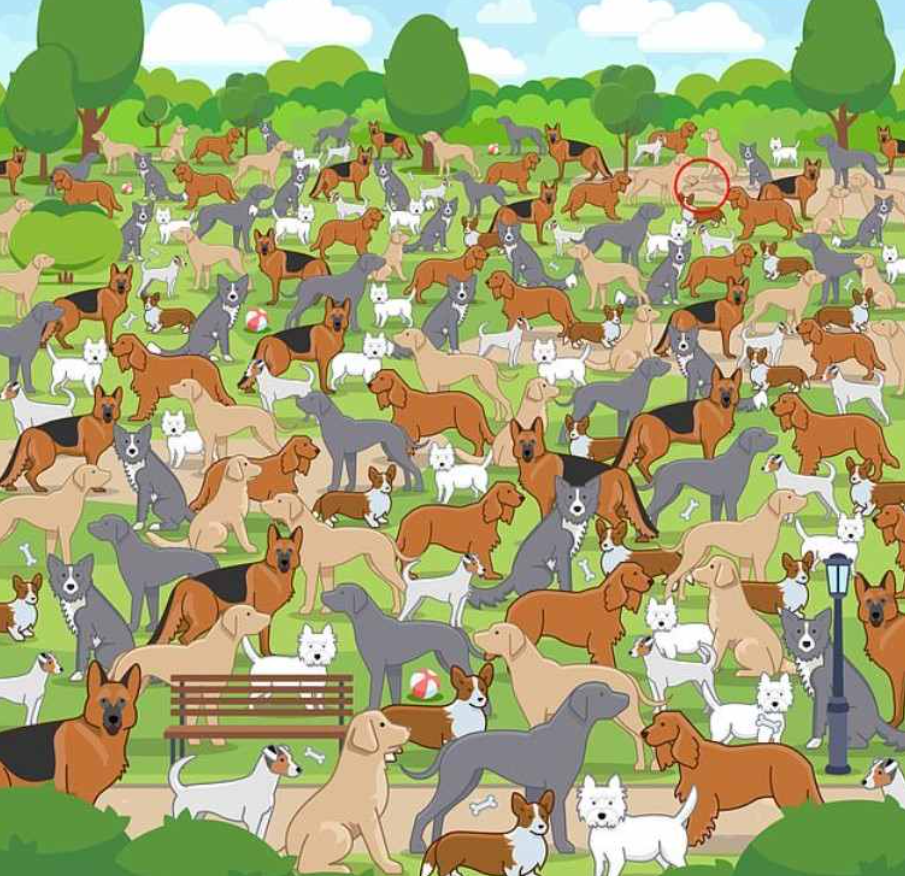 nuotrauka Jagranjosh su pažymėtu atsakymu