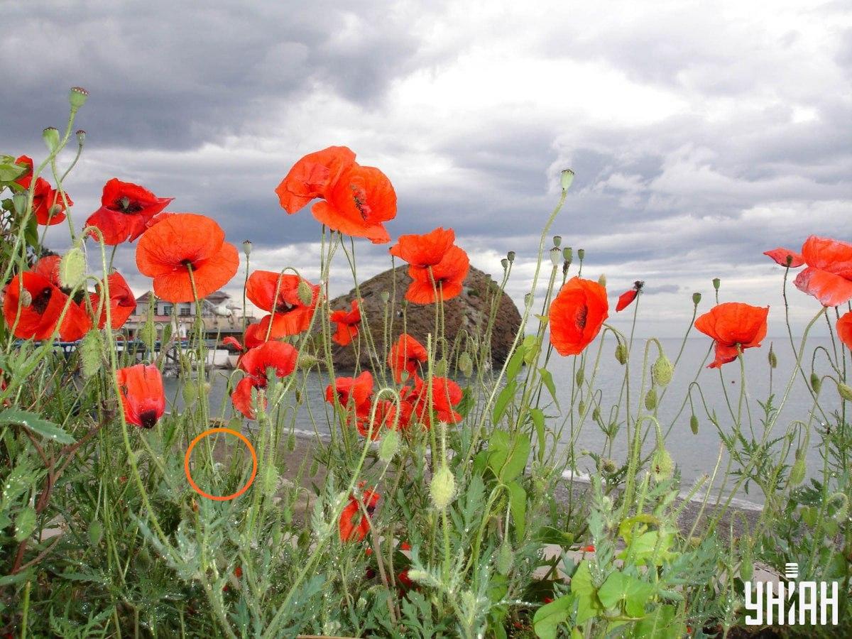 nuotrauka Moje nuotrauka Moje su pažymėta žuvėdra