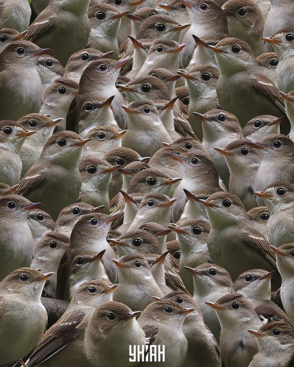 Tarp lakštingalų turėtumėte rasti žvirblį / Moje koliažas