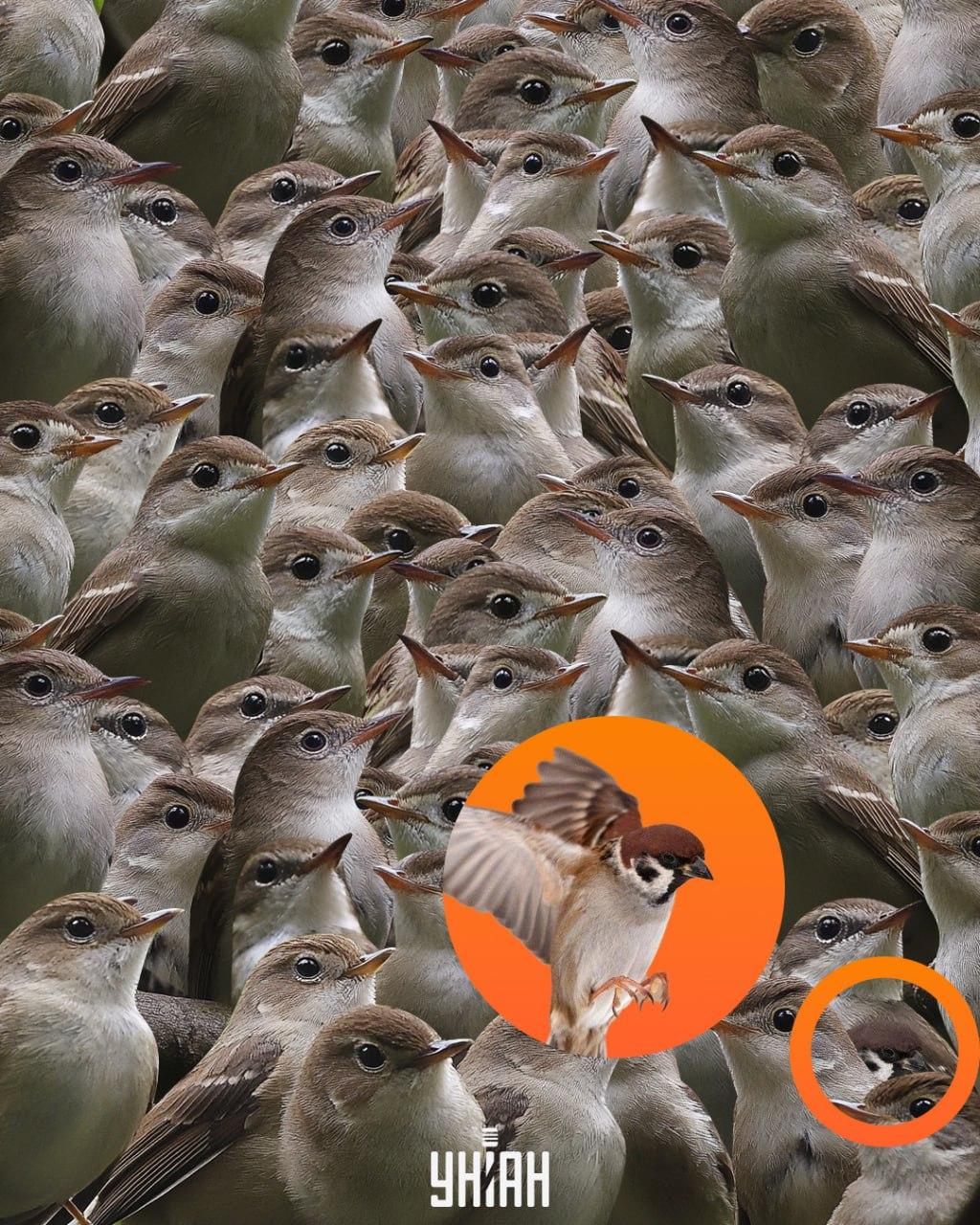 Žvirblis buvo galvosūkio / Moje koliažo apačioje