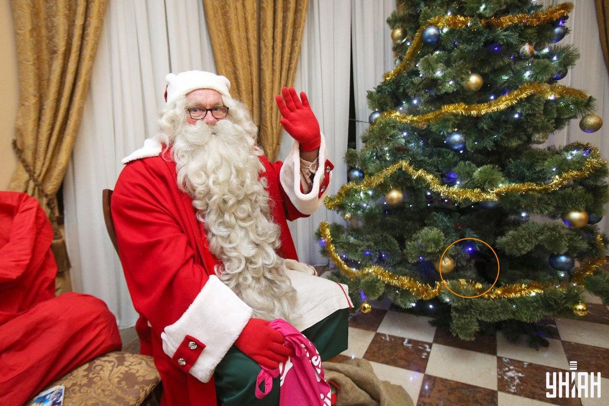 Katė slėpėsi tarp eglutės šakų / koliažas su nuotraukomis Moje