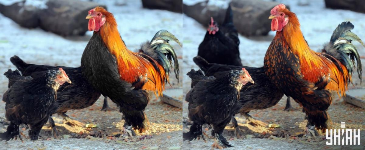 Raskite visus skirtumus per 15 sekundžių / Moje koliažas Raskite visus skirtumus per 15 sekundžių / Moje koliažas