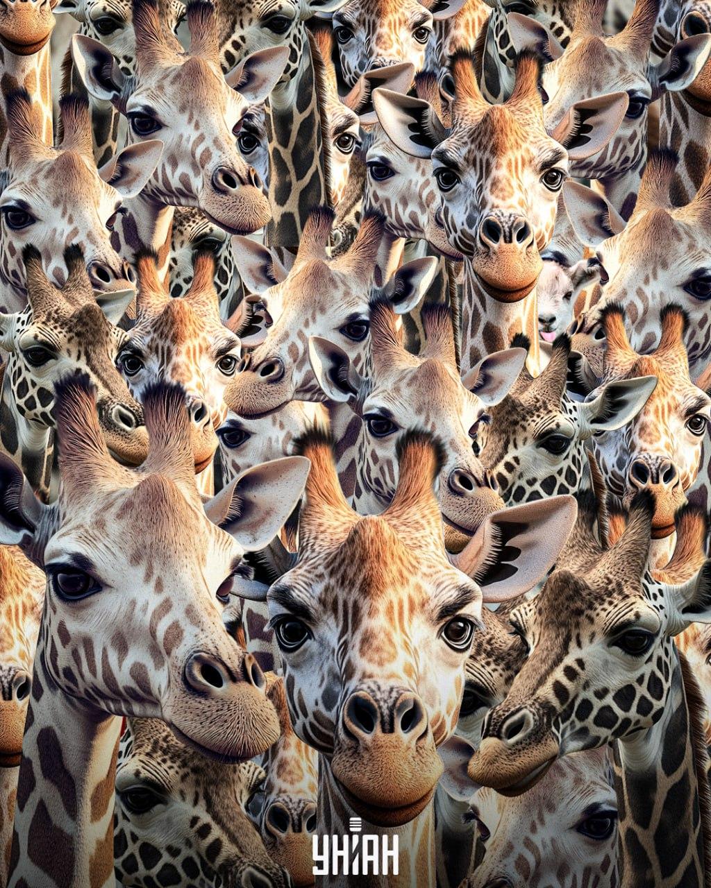 Turime rasti netinkamo būdo ožką / Moje koliažą