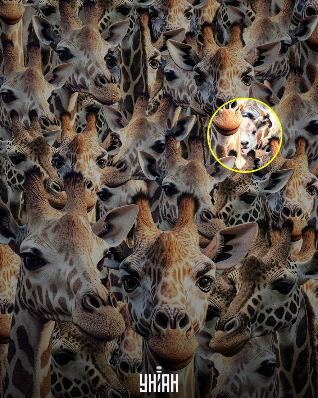 Turime rasti netinkamo būdo ožką / Moje koliažą