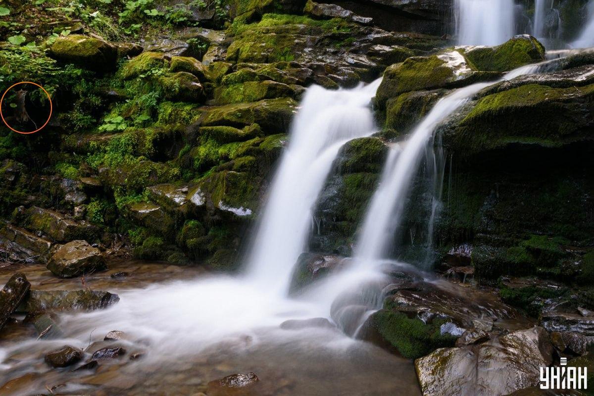 Atsakymas į galvosūkį su lape – kur tiksliai slėpėsi gyvūnas / koliažas Moje, nuotrauka Moje