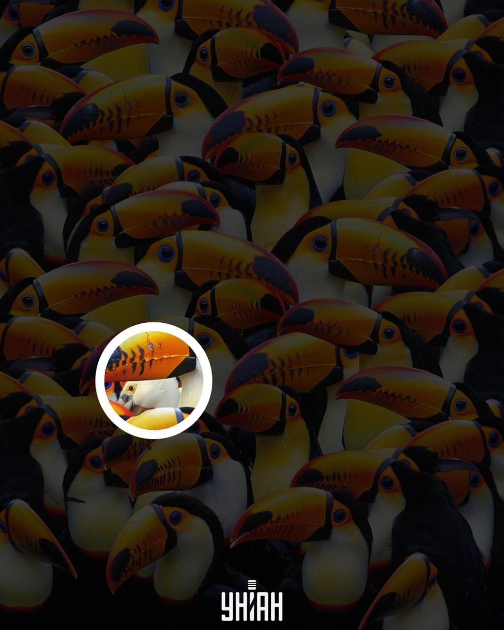 Pelikanas buvo netoli nuo centrinės vaizdo dalies / Moje koliažas