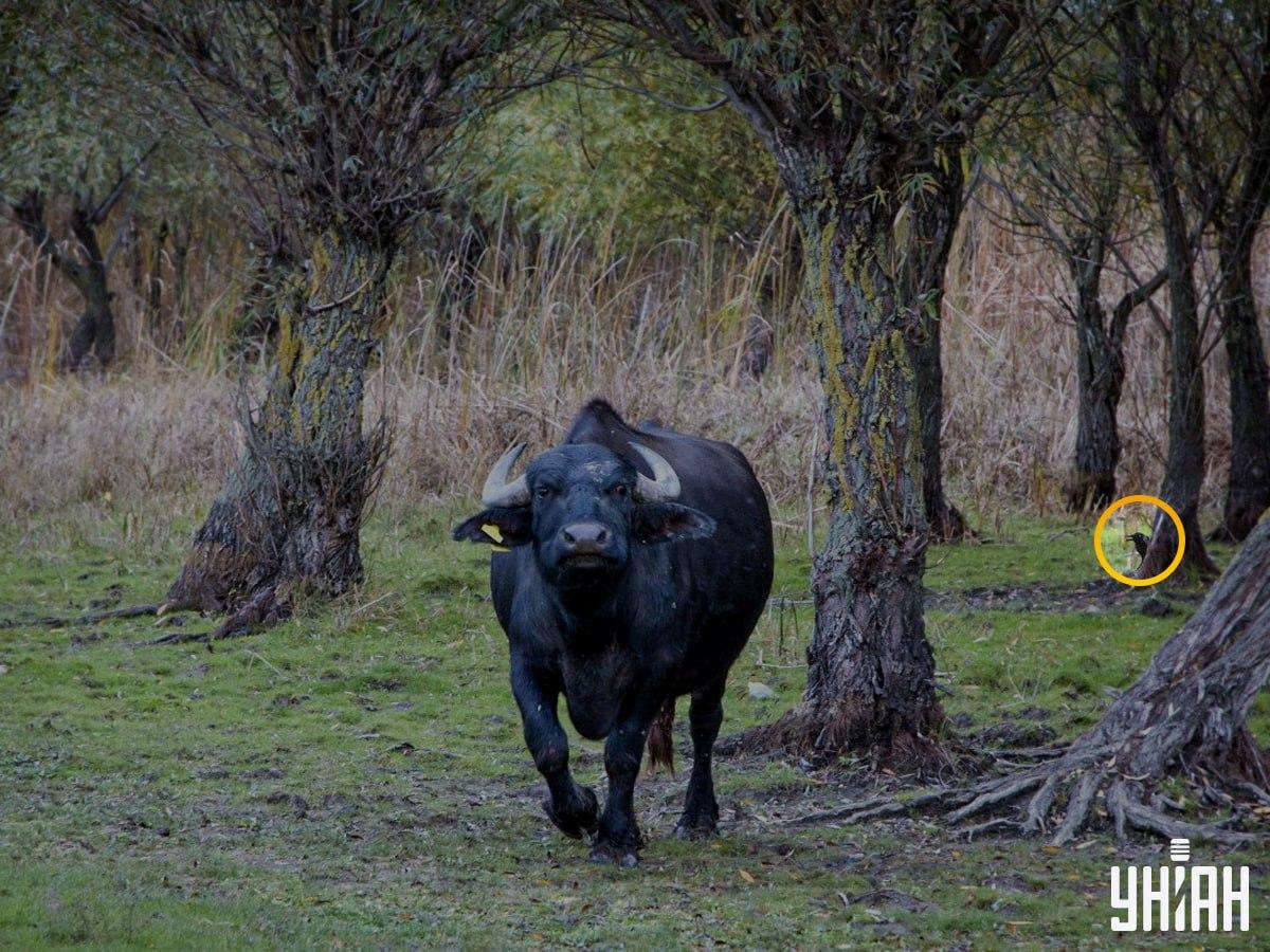 Paukštis buvo kairėje galvosūkio / koliažo pusėje su nuotrauka Moje Paukštis buvo kairėje galvosūkio / koliažo pusėje su nuotrauka Moje