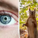 Dėlionė su „spąstais“: voverę mato visi, bet gilę miške reikia