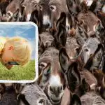 Greitas IQ testas: raskite jautį tarp asilų per 8 sekundes Greitas IQ testas: raskite jautį tarp asilų per 8 sekundes