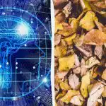 Greitas IQ testas su gudrybe: raskite tris vėžlius tarp lapų