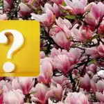 Gudrus žvirblis pasislėpė magnolijos medyje: optinė iliuzija patikrinti savo intelekto