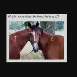 Internete pasklido naujas galvosūkis: šią iliuziją gali išspręsti tik aukštą