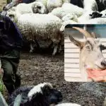 Išbandykite savo IQ per 10 sekundžių: smagi optinė apgaulė išmaniesiems