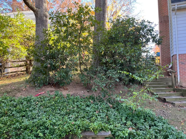 Itin sudėtinga optinė apgaulė: tik tikras detektyvas suras šunį per 10 sekundžių Itin sudėtinga optinė apgaulė: tik tikras detektyvas suras šunį per 10 sekundžių