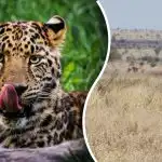 Leopardą ras tik tie, kurie turi „medžiotojo akis“: mįslę, kurią gali įminti tik genijai Leopardą ras tik tie, kurie turi „medžiotojo akis“: mįslę, kurią