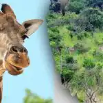 Raskite visus paveikslėlyje esančius gyvūnus per 10 sekundžių: mįslė, kurią