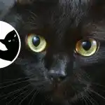 Romantiškas svajotojas ar karštas realistas: įdomus charakterio testas naudojant paveikslėlį