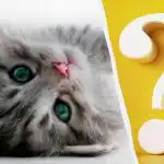 Tik aukštą IQ turintys žmonės katę kieme pastebės per 10 sekundžių: įdomi optinė apgaulė Tik aukštą IQ turintys žmonės katę kieme pastebės per 10