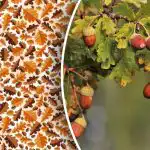 Tik ekspertai gali per 10 sekundžių aptikti gilę sudėtingame galvosūkyje