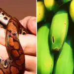 Tik nedaugelis tai sugeba: tarp bananų gyvatę gali rasti tik