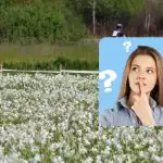 Tik žmonės, turintys nuostabų IQ, gandrą suras per 9 sekundes: