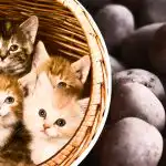 Turite tik 11 sekundžių: tarp kačių bulvių ras tik patys