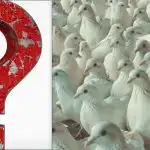 Visi mato balandžius, bet išdidžią žuvėdrą reikia rasti per 10 sekundžių: IQ testas Visi mato balandžius, bet išdidžią žuvėdrą reikia rasti per 10