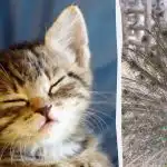 Visi mato povą, o tik aukšto intelekto koeficiento žmonės ras