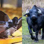 Visi mato stumbrą, o tik nedaugelis miške per 6 sekundes ras varną: sudėtingas galvosūkis Visi mato stumbrą, o tik nedaugelis miške per 6 sekundes