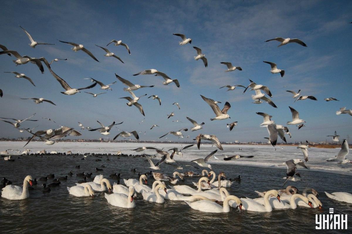 Laiku raskite balandį paveikslėlyje / koliažą su nuotraukomis Moje