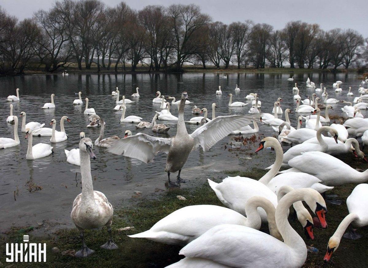 Jis gali būti bet kurioje vaizdo dalyje / Moje koliažas
