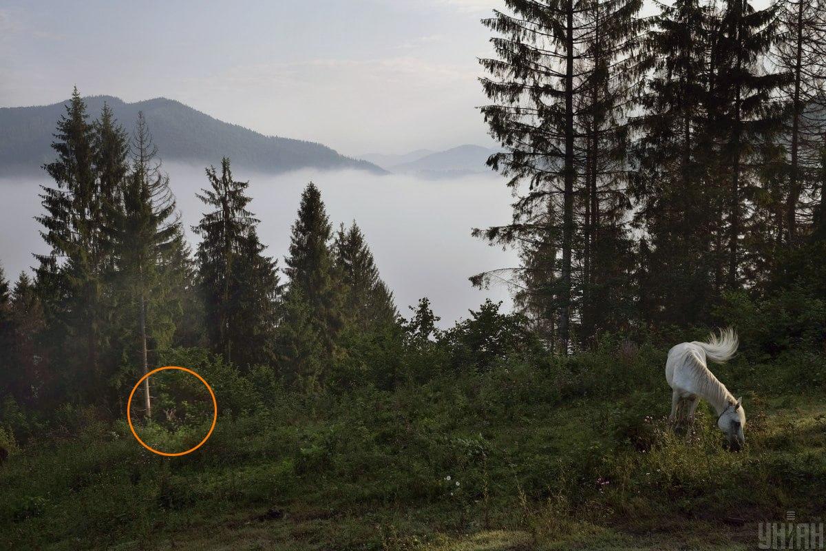 Ožka slėpėsi žalumoje / koliažas su nuotraukomis Moje