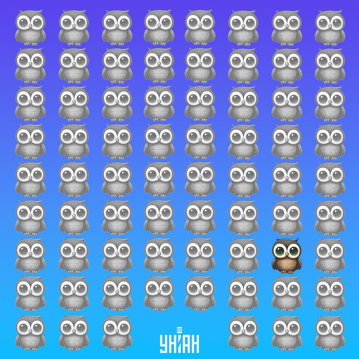 Unikali pelėda buvo paveikslo apačioje kairėje / Moje koliažas