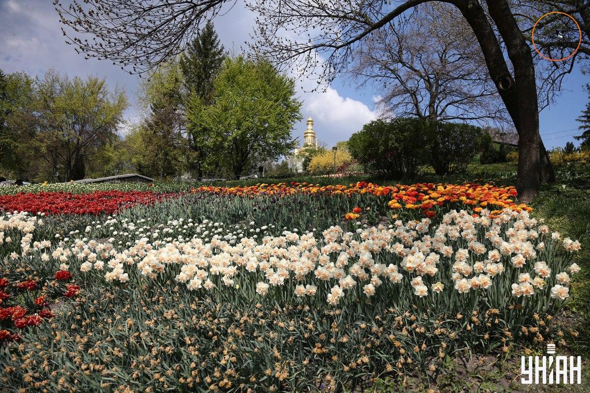 Paukštis sėdėjo ant medžio šakos / Moje koliažas