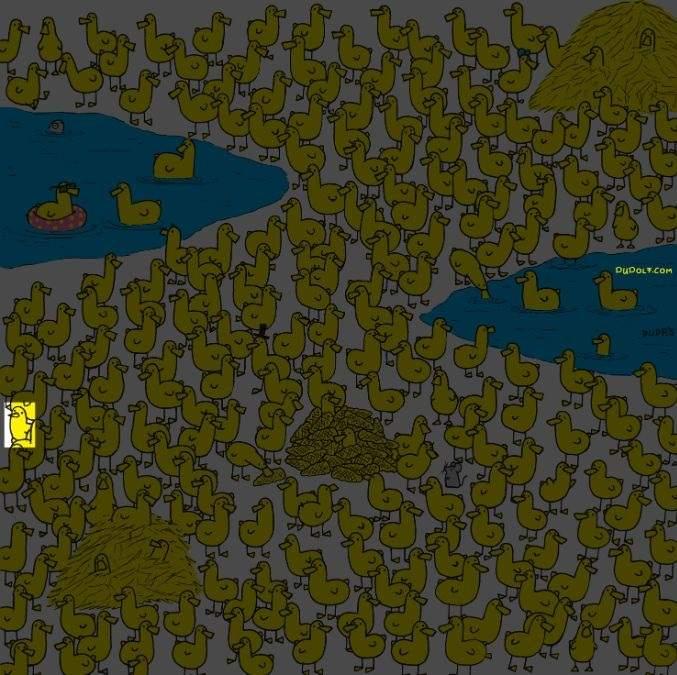 Jauniklį tarp ančiukų per 8 sekundes ras tik patys protingiausi: nauja galvosūkis / vaizdas Gergely Dudas