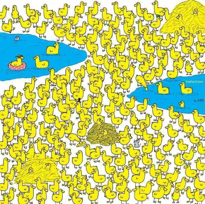 Jauniklį tarp ančiukų per 8 sekundes ras tik patys protingiausi: nauja galvosūkis / vaizdas Gergely Dudas