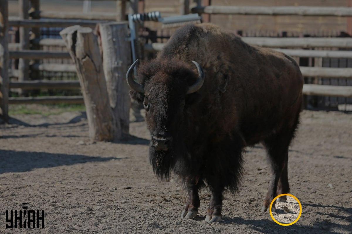 Žvirblis buvo šalia kairiojo kampo vaizdas / koliažas su nuotrauka Moje Žvirblis buvo šalia kairiojo kampo vaizdas / koliažas su nuotrauka Moje