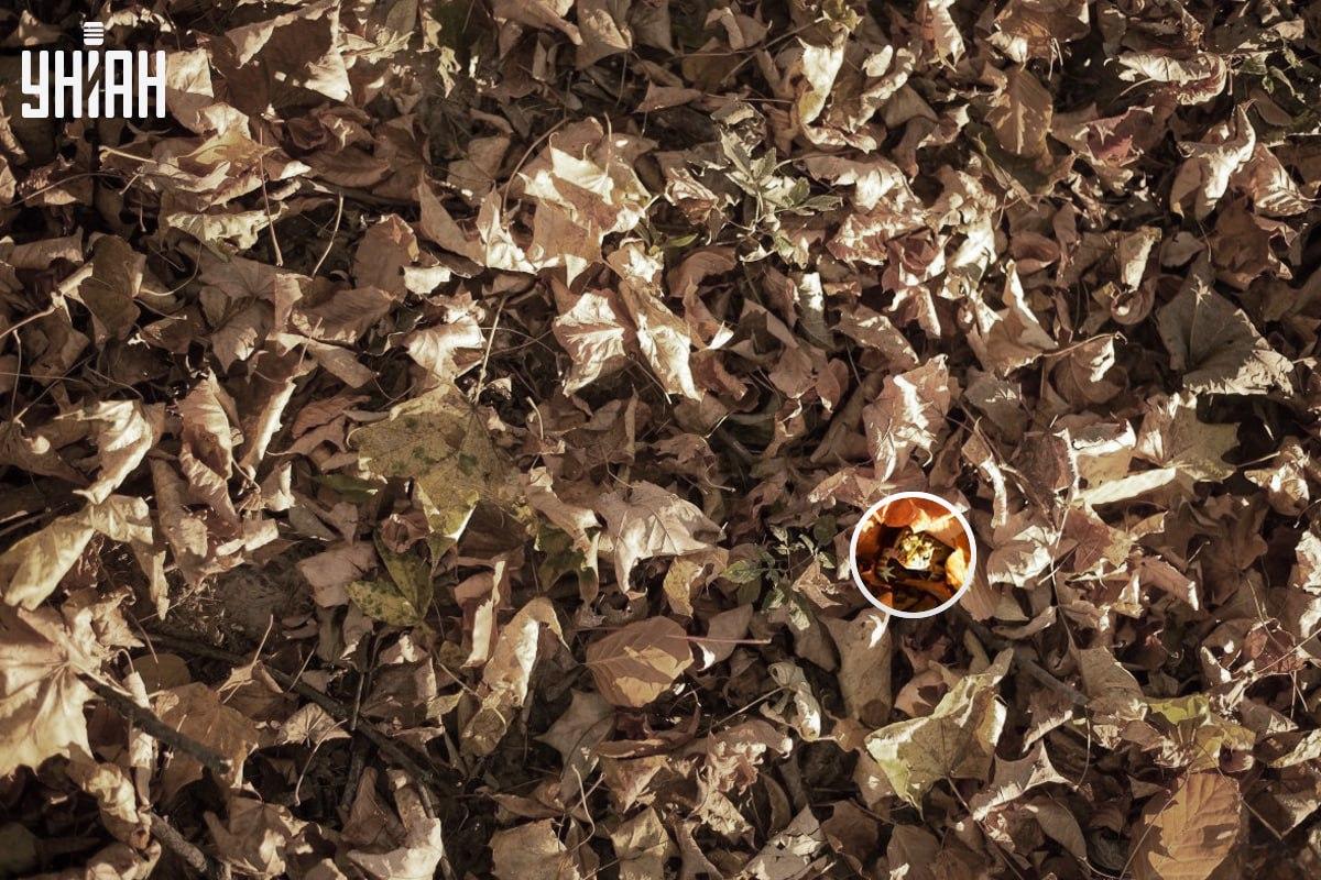 Varlė buvo netoli apatinio kairiojo kampo vaizdo / koliažo su nuotrauka Moje