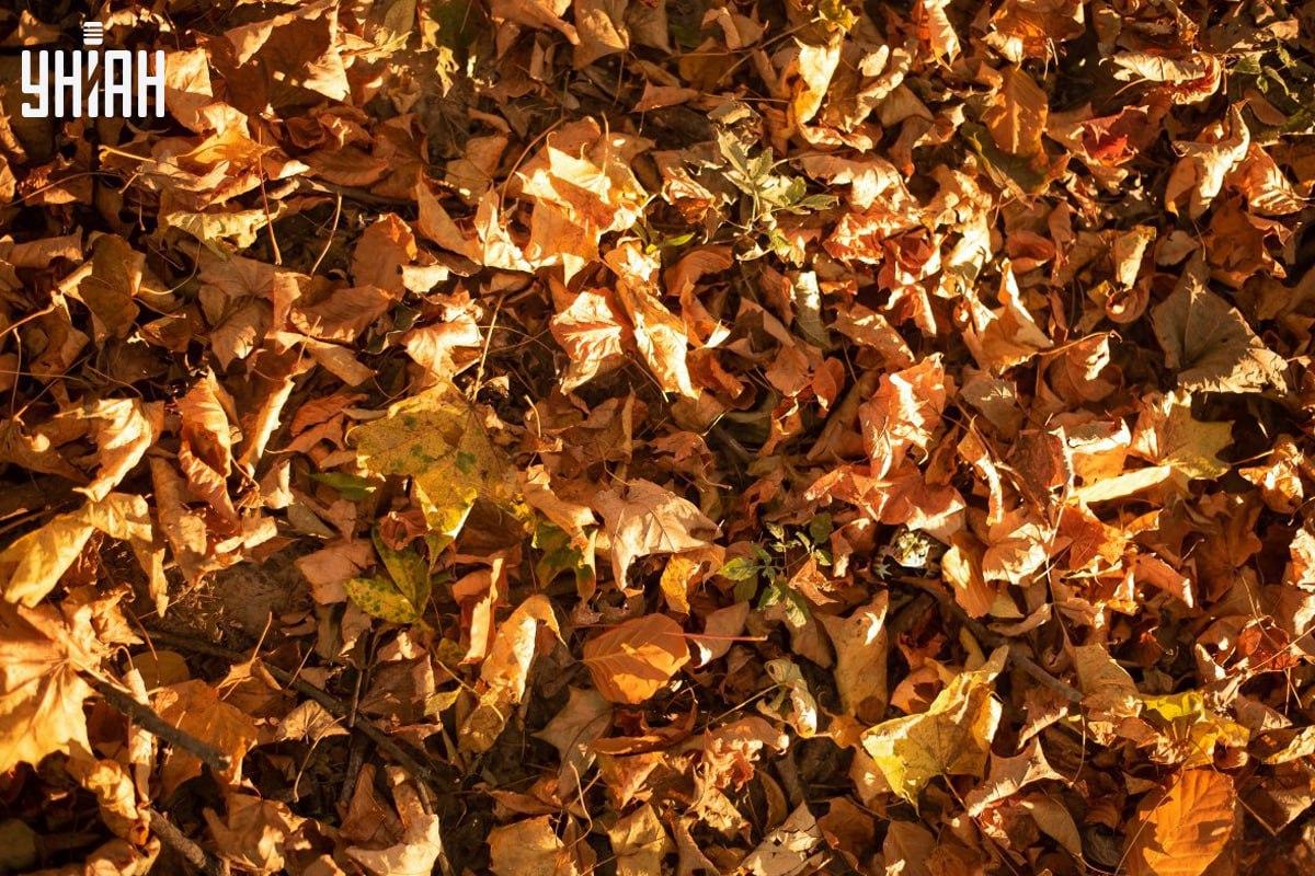 Laiku raskite varlę paveikslėlyje / koliažas su nuotraukomis Moje