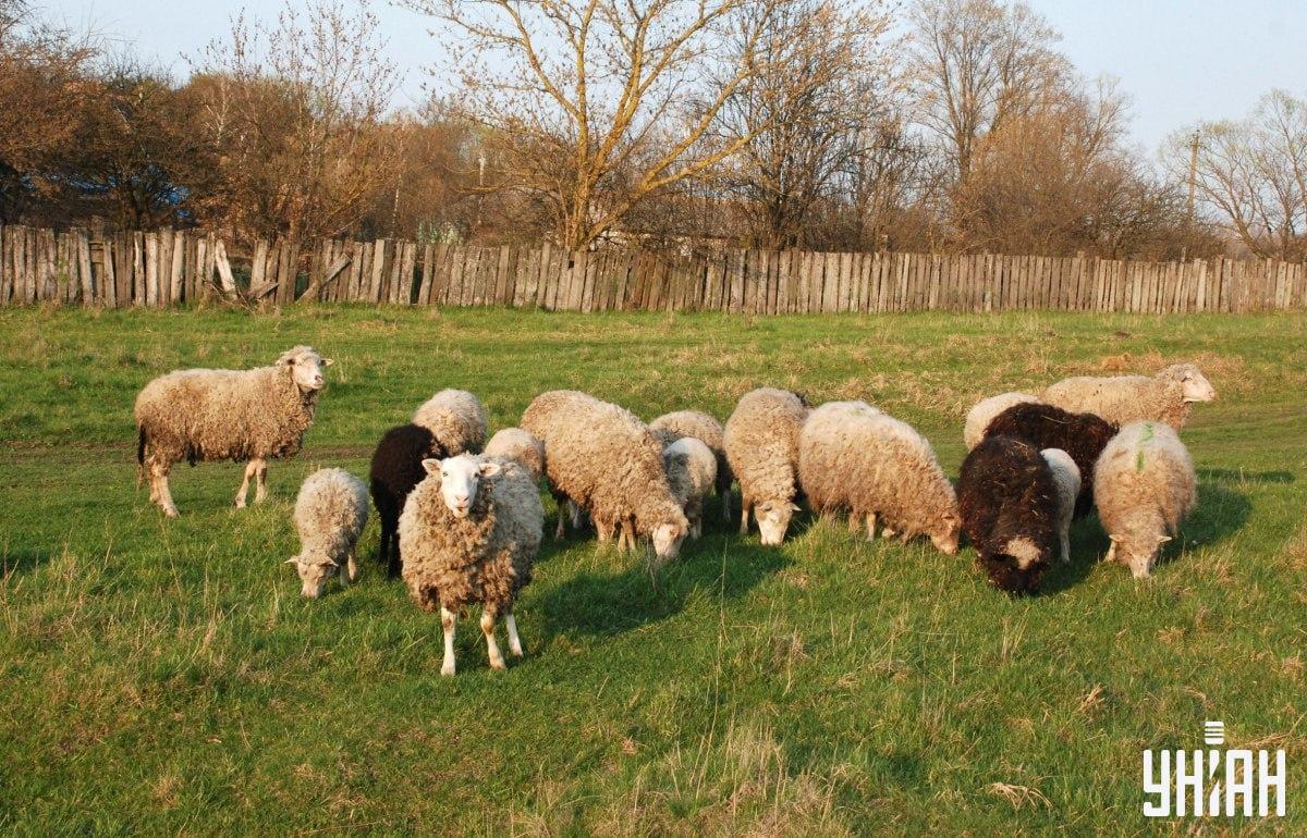 Raskite šunį greičiau nei per 10 sekundžių / koliažas su nuotraukomis Moje