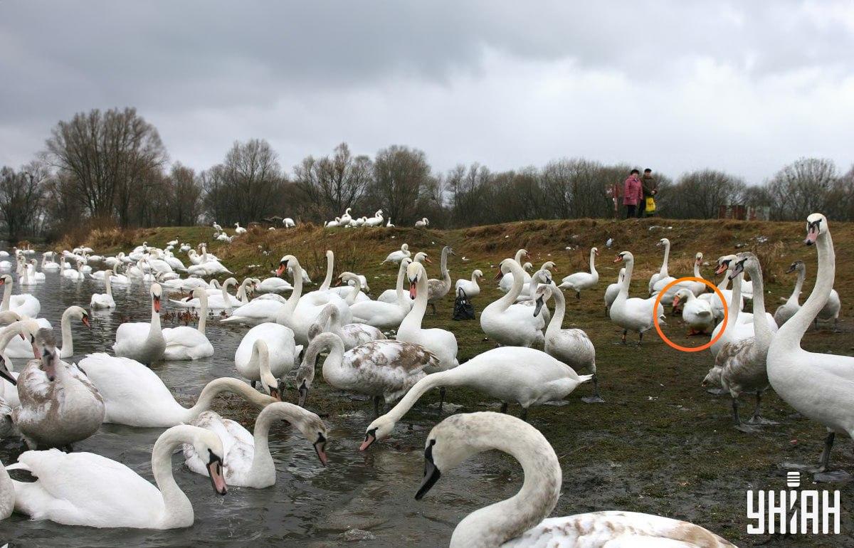 Žąsis yra netoli vaizdo / koliažo centro su nuotrauka Moje
